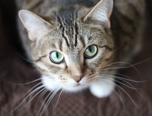 Acupuncture for Cats in South Tampa, Florida: A Holistic Approach to Feline Wellness