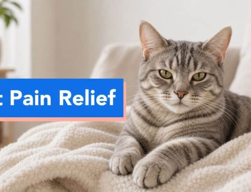 Cat Pain Relief: Signs, Treatments, & Care