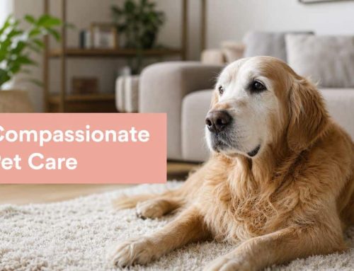 Compassionate Pet Care: South Tampa Vet Insights