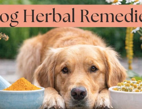 Dog Herbal Remedies: Your South Tampa Guide
