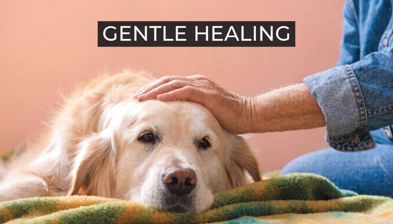 A person's hand gently petting a golden retriever dog resting comfortably on a soft blanket
