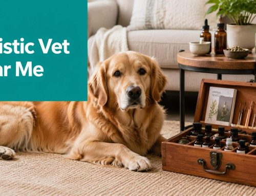 Holistic Vet Near Me: A South Tampa Pet Owner’s Guide