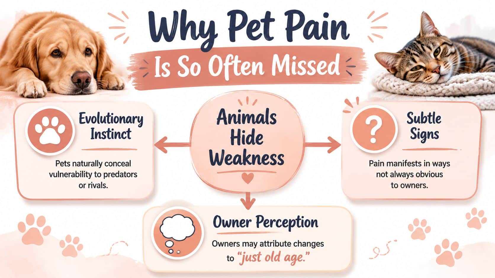An infographic titled Why Pet Pain Is So Often Missed, highlighting instincts, subtle signs, and perception.