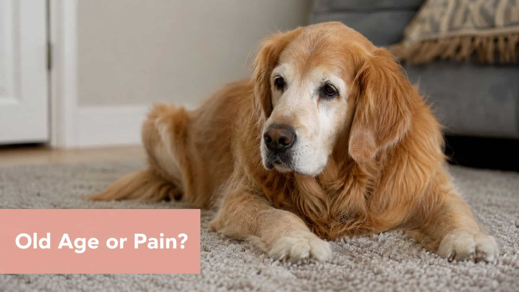 An elderly golden retriever resting on a soft carpet, reflecting on signs of aging versus pain.