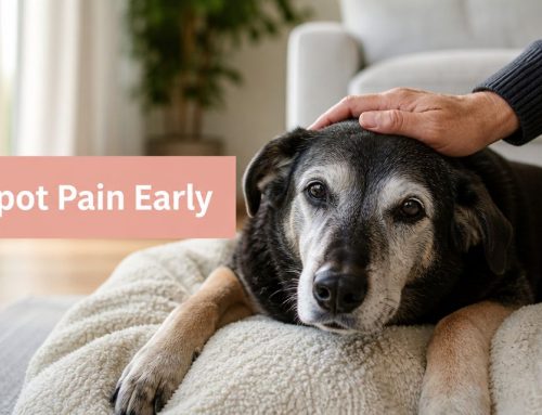 How Not to Miss the Sign of Pain in a Senior Dog or Cat