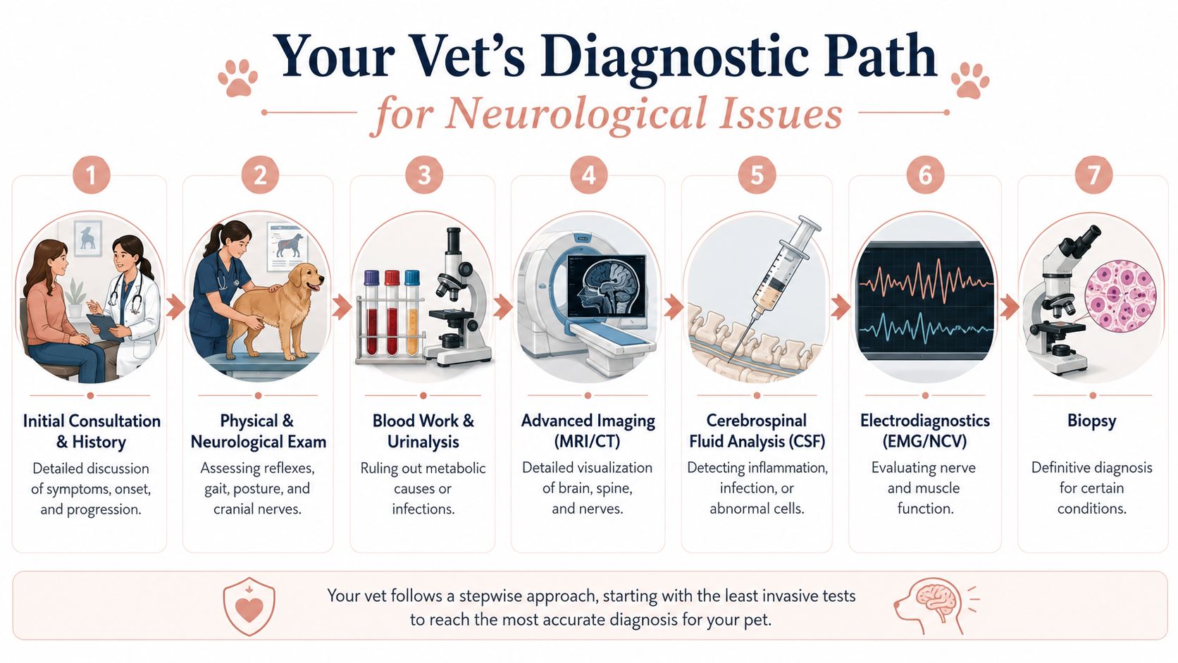 The Diagnostic Path Your Vet Will Take