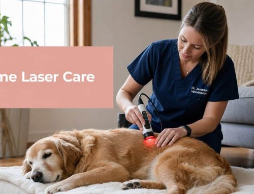 A Vet’s Guide to Dog Laser Therapy at Home