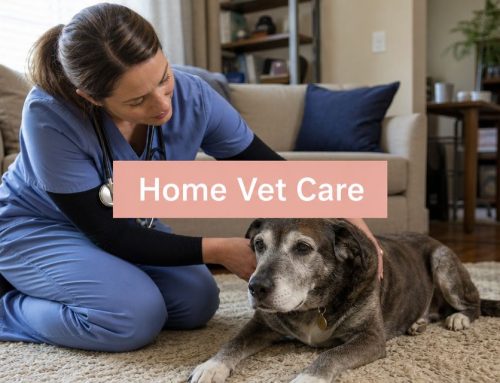 South Tampa In Home Vet Services: Compassionate Care