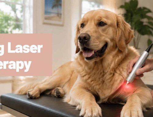 Laser Therapy For Dogs: A South Tampa Pet Owner’s Guide