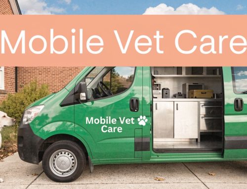 Top Mobile Vet Clinic Tampa: 2026 Home Care Guide