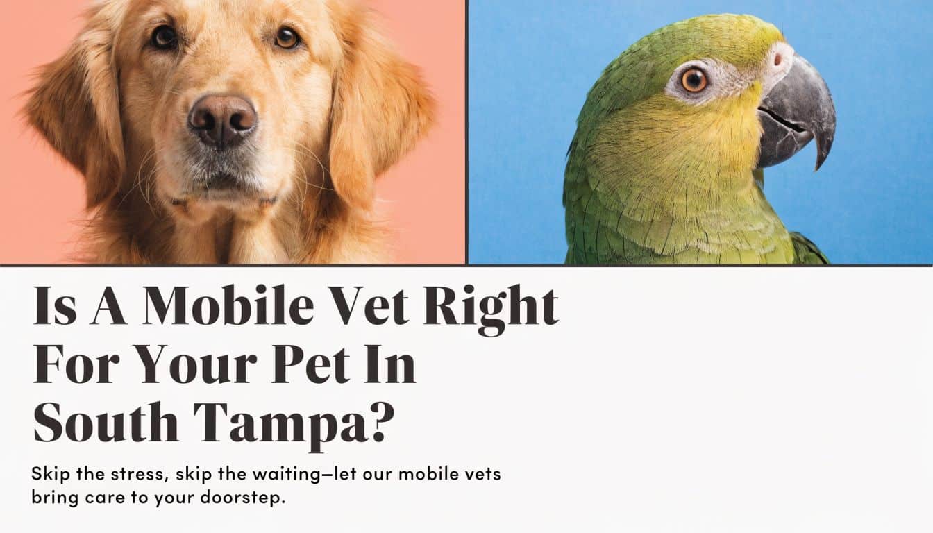 A golden retriever and a green parrot featured in an advertisement for mobile veterinary services in Tampa.