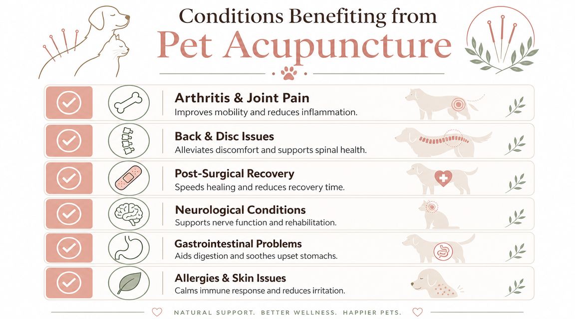 An infographic detailing various medical conditions in dogs and cats that can be treated with acupuncture.