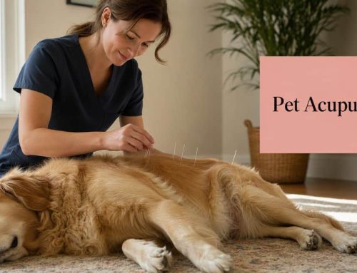 Pet Acupuncture Near Me: In-Home Care in South Tampa