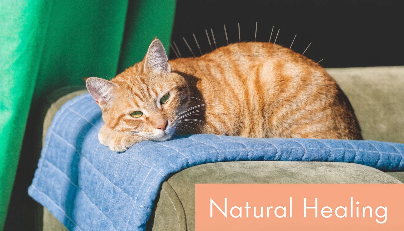 An orange cat resting comfortably on a couch while receiving acupuncture treatment with needles on its back.