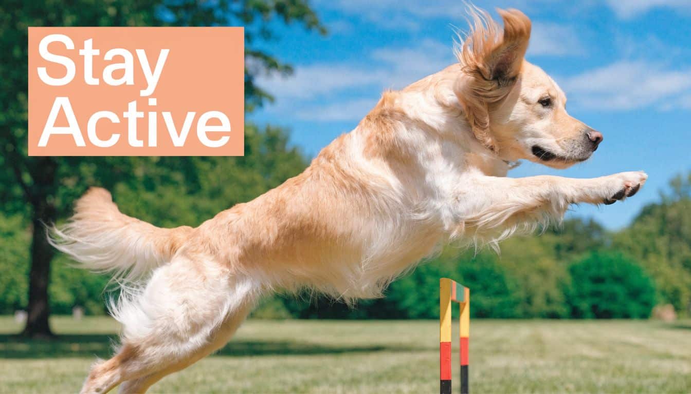 A happy golden retriever dog jumping over an agility hurdle in a sunny grassy park.