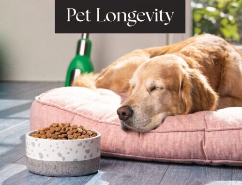 Achieve Pet Longevity: South Tampa Pet Care Guide