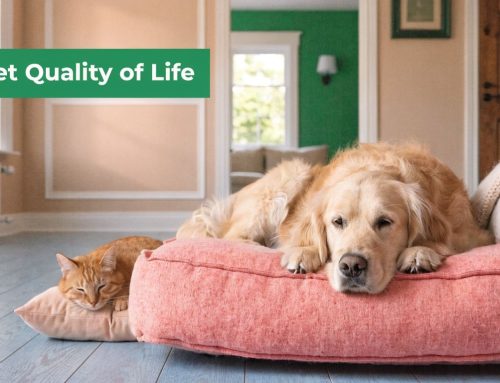 Assessing Your Pet Quality of Life: A 2026 Guide
