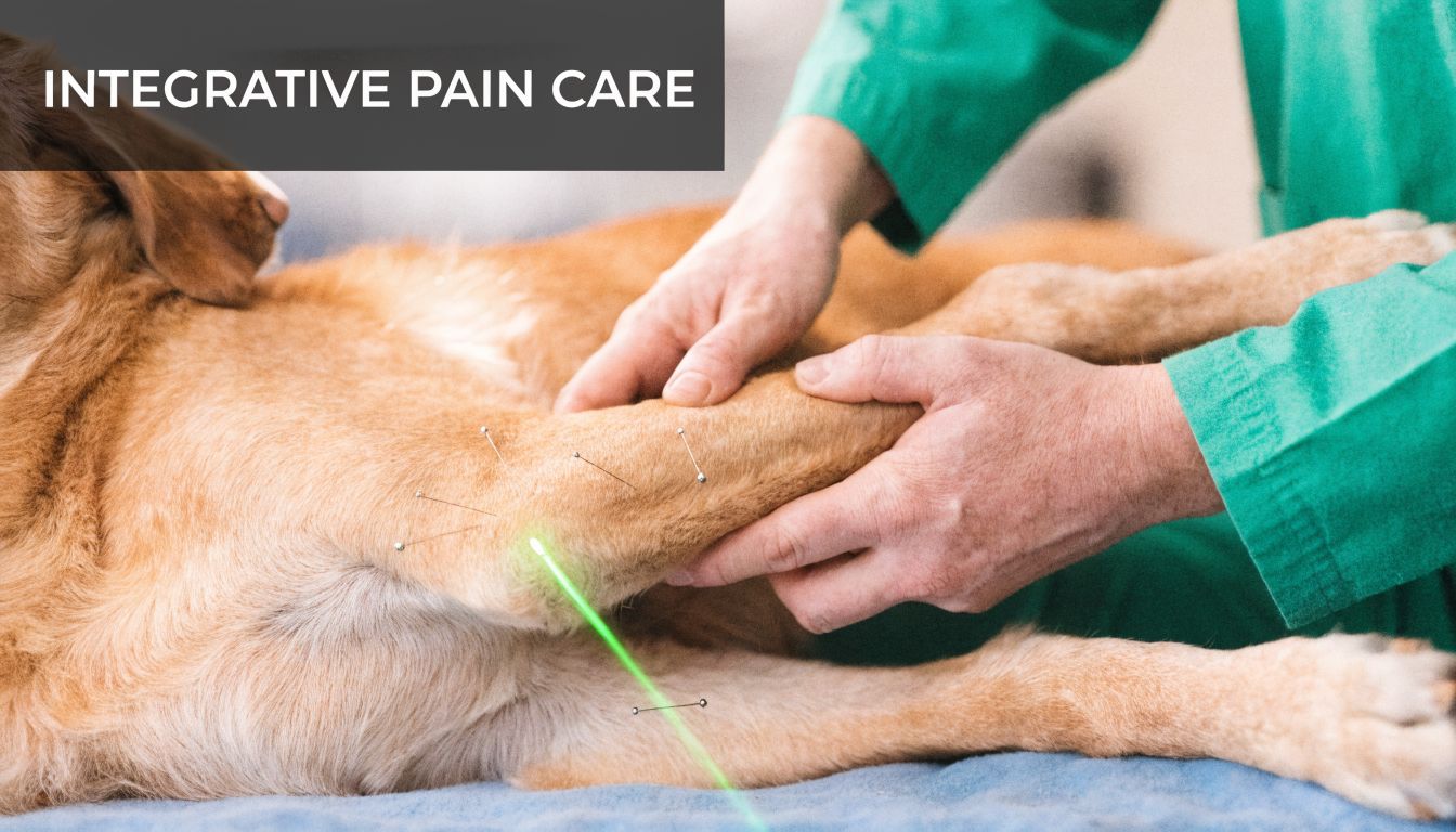 A veterinarian performing combined acupuncture and laser therapy on the leg of a golden retriever dog.