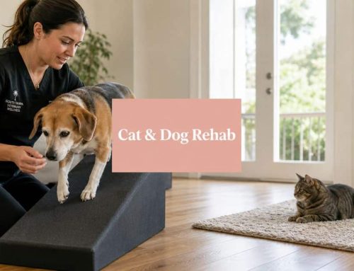 Rehabilitation Exercises for Cats and Dogs in South Tampa