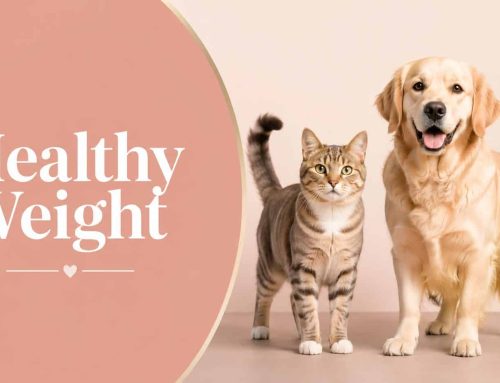 The Benefits of a Healthy Weight for Cats and Dogs