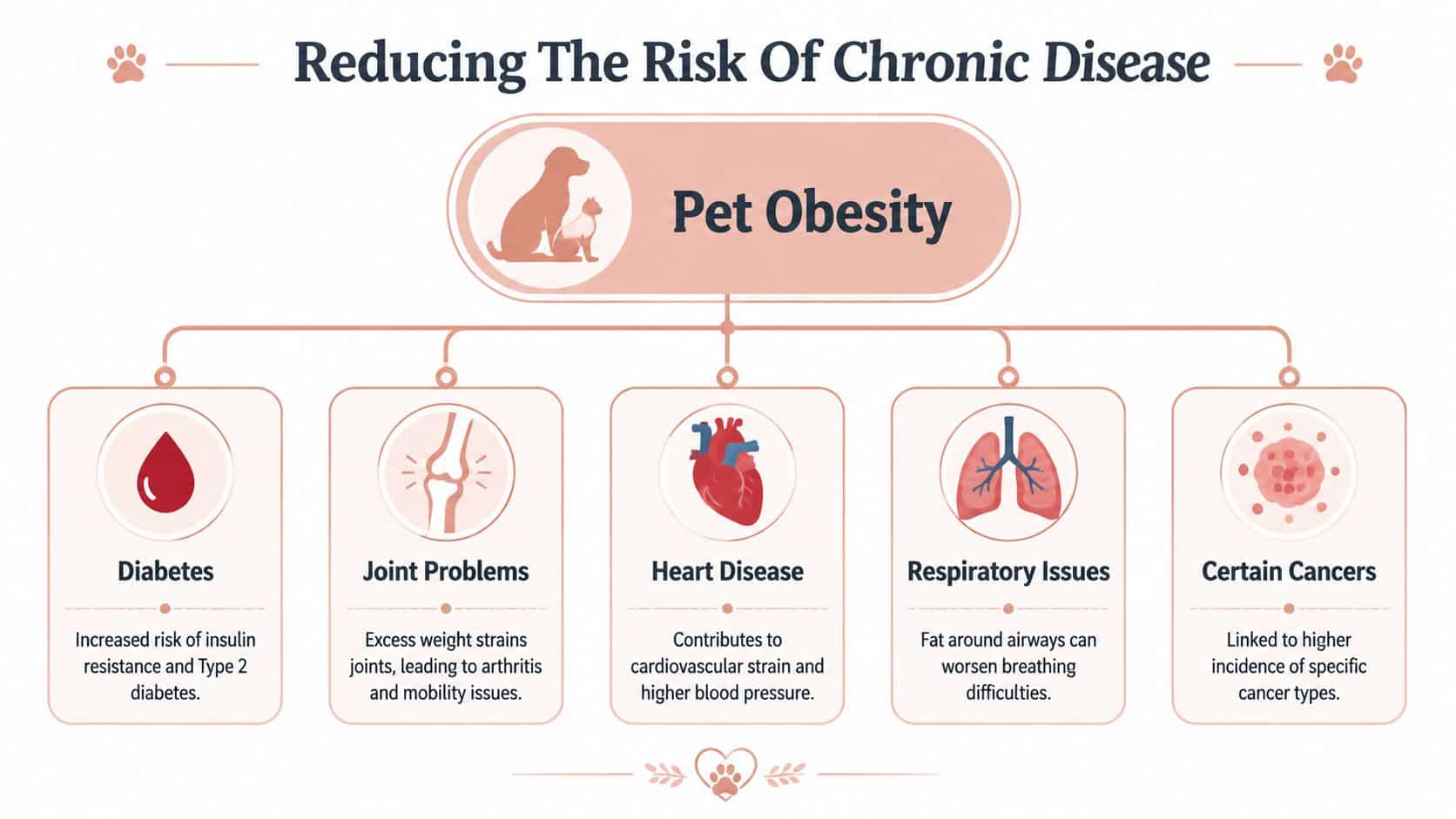 An infographic detailing how pet obesity leads to chronic diseases like diabetes, joint problems, and cancer.