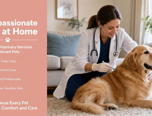 The Benefits of At Home Vet Care: A Complete Guide