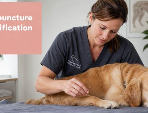 Veterinary Acupuncture Certification: A Pet Owner’s Guide