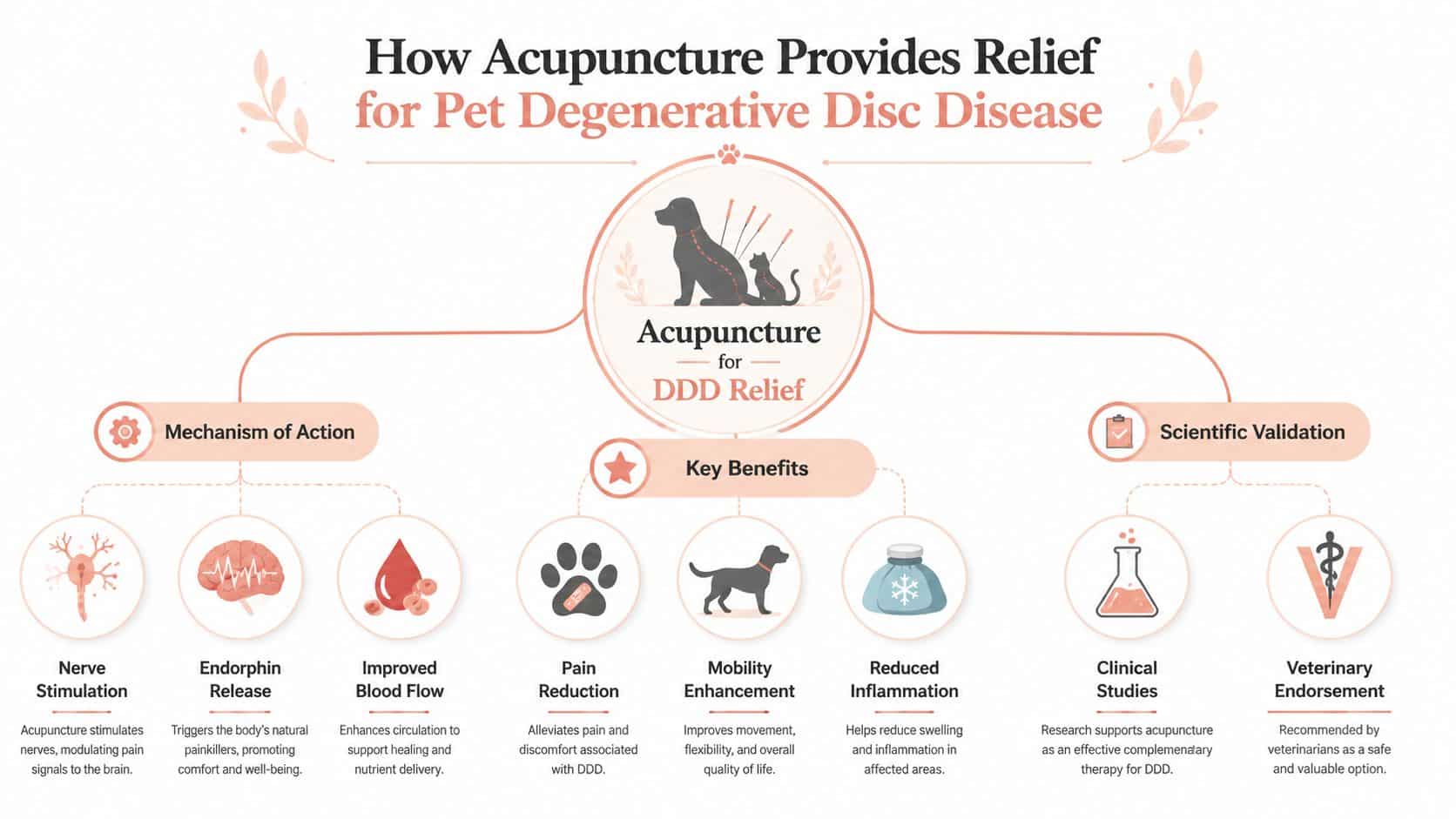 An infographic explaining how acupuncture provides relief for pets suffering from degenerative disc disease.