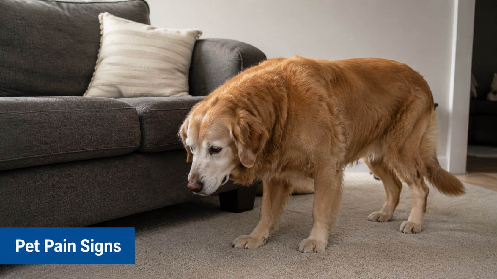 An elderly golden retriever standing with a hunched posture in a living room, indicating possible pet pain.