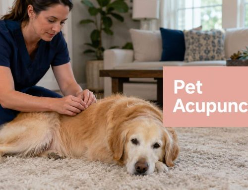 Acupuncture for Degenerative Disc Disease: A Pet Guide