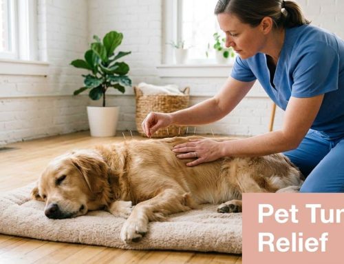 Acupuncture for Digestive Issues: Pet Relief in South Tampa