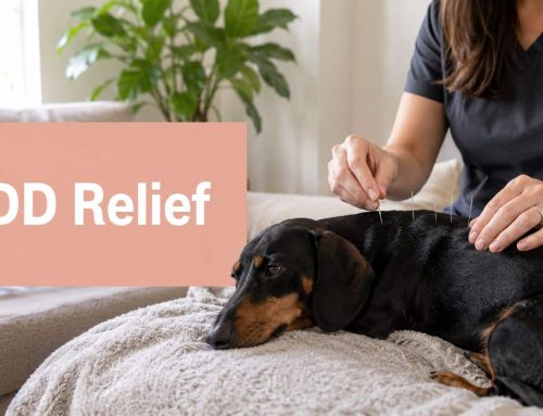 Acupuncture for Dogs with IVDD: A South Tampa Guide