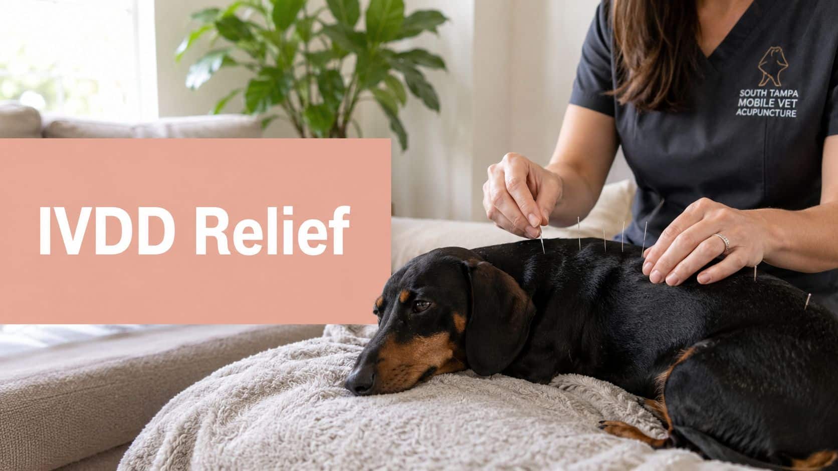 Dog receiving acupuncture treatment for IVDD relief on a padded table, with a clinician inserting needles along its back in a mobile vet setting.