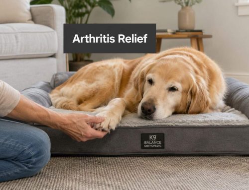 Effective Arthritis Relief for Dogs in South Tampa