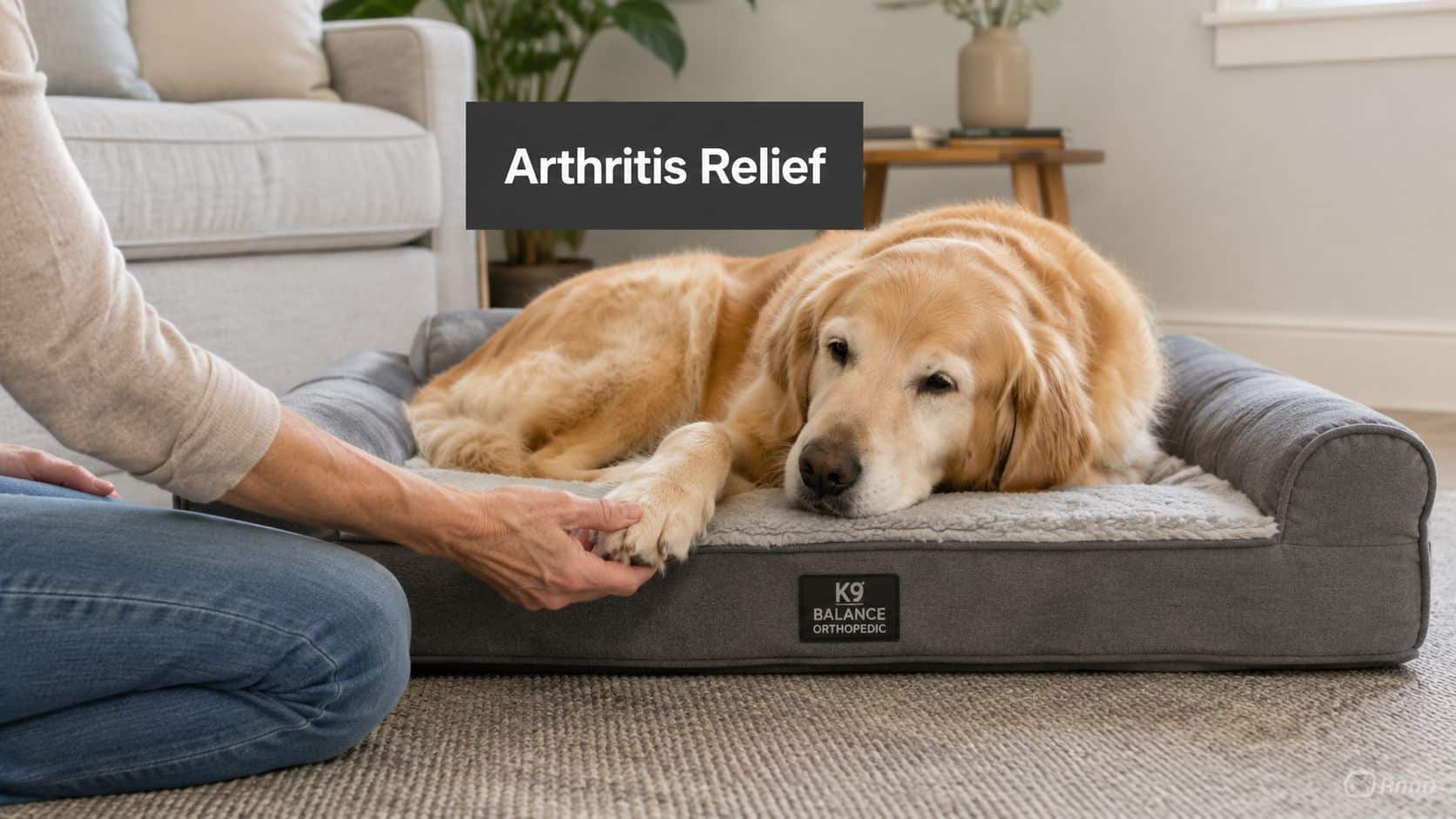 Golden retriever resting on an orthopedic bed while a person gently holds its paw; arthritis relief message shown above.