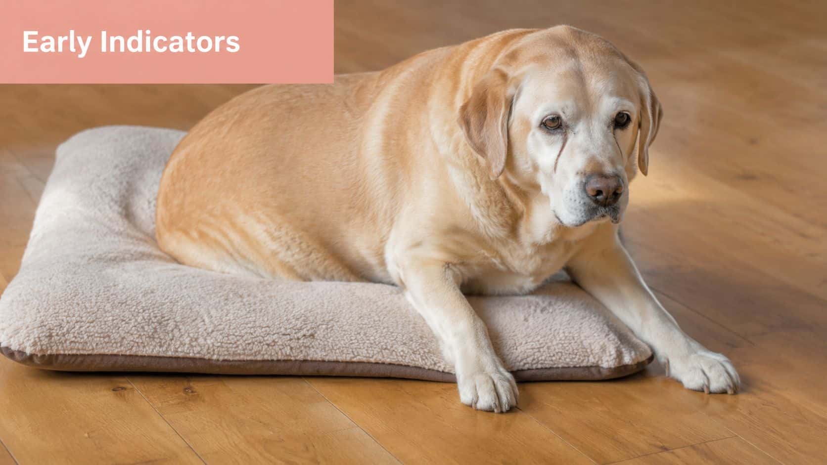 An older, overweight yellow Labrador retriever resting on a soft brown bed on a wooden floor.