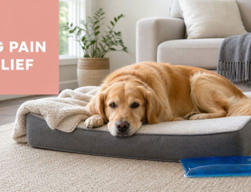 At Home Dog Pain Relief