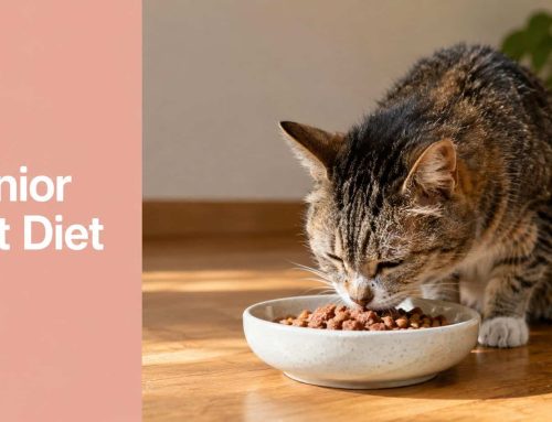 Best Diet for Senior Cats: A 2026 Nutrition Guide