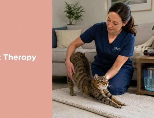 Cat Physical Therapy Near Me: A Guide for Tampa Owners