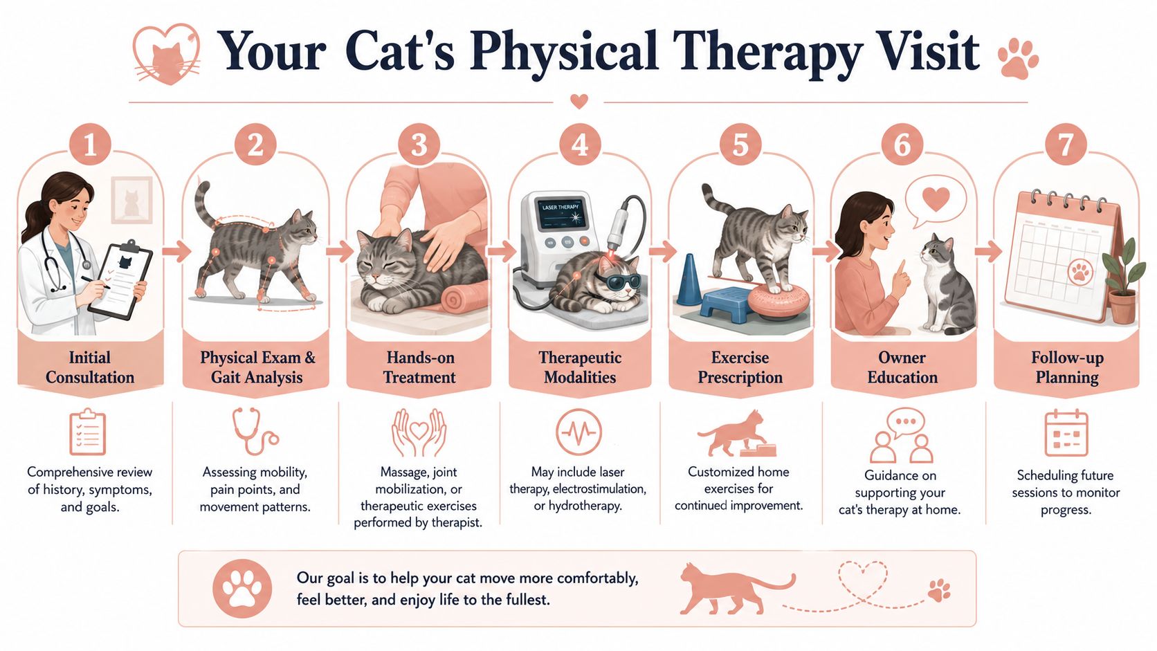 A step-by-step infographic illustrating the seven stages of a cat's physical therapy visit at a clinic.