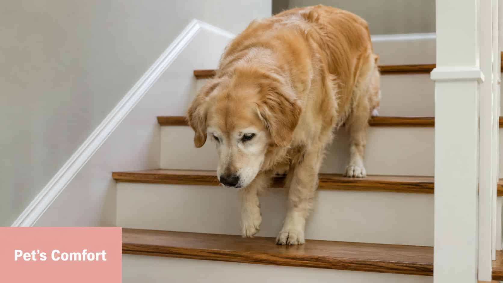 An elderly golden retriever walking down wooden stairs inside a home with white walls.