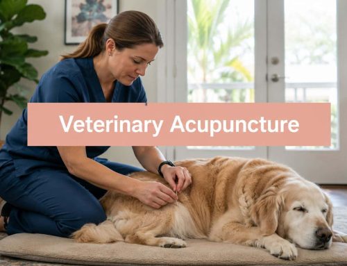Certified Veterinary Acupuncturist: South Tampa Guide 2026