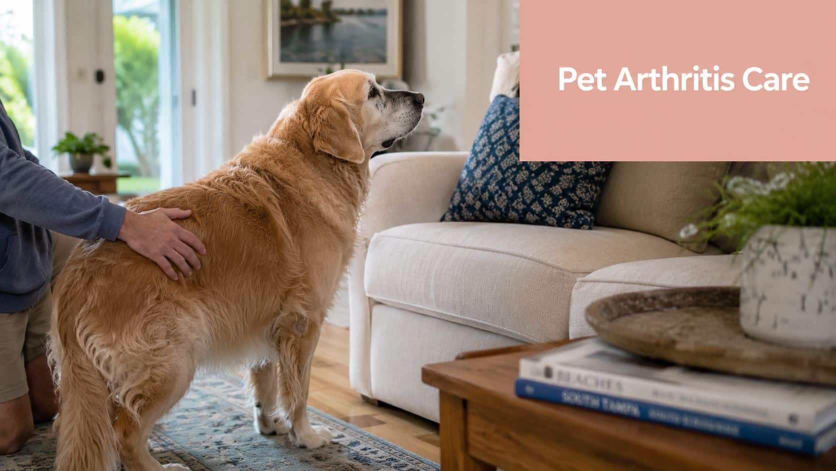 A person gently pets an elderly golden retriever dog standing in a comfortable living room.