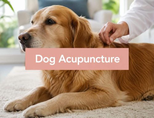 Dog Acupuncture Arthritis: A South Tampa Guide 2026