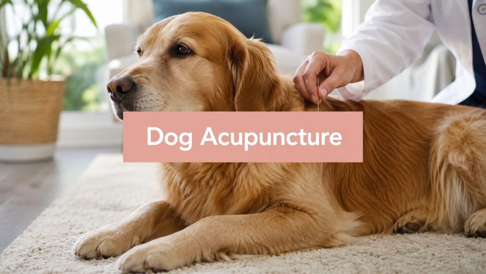 Golden retriever lying on a rug as a veterinarian inserts an acupuncture needle into its back.