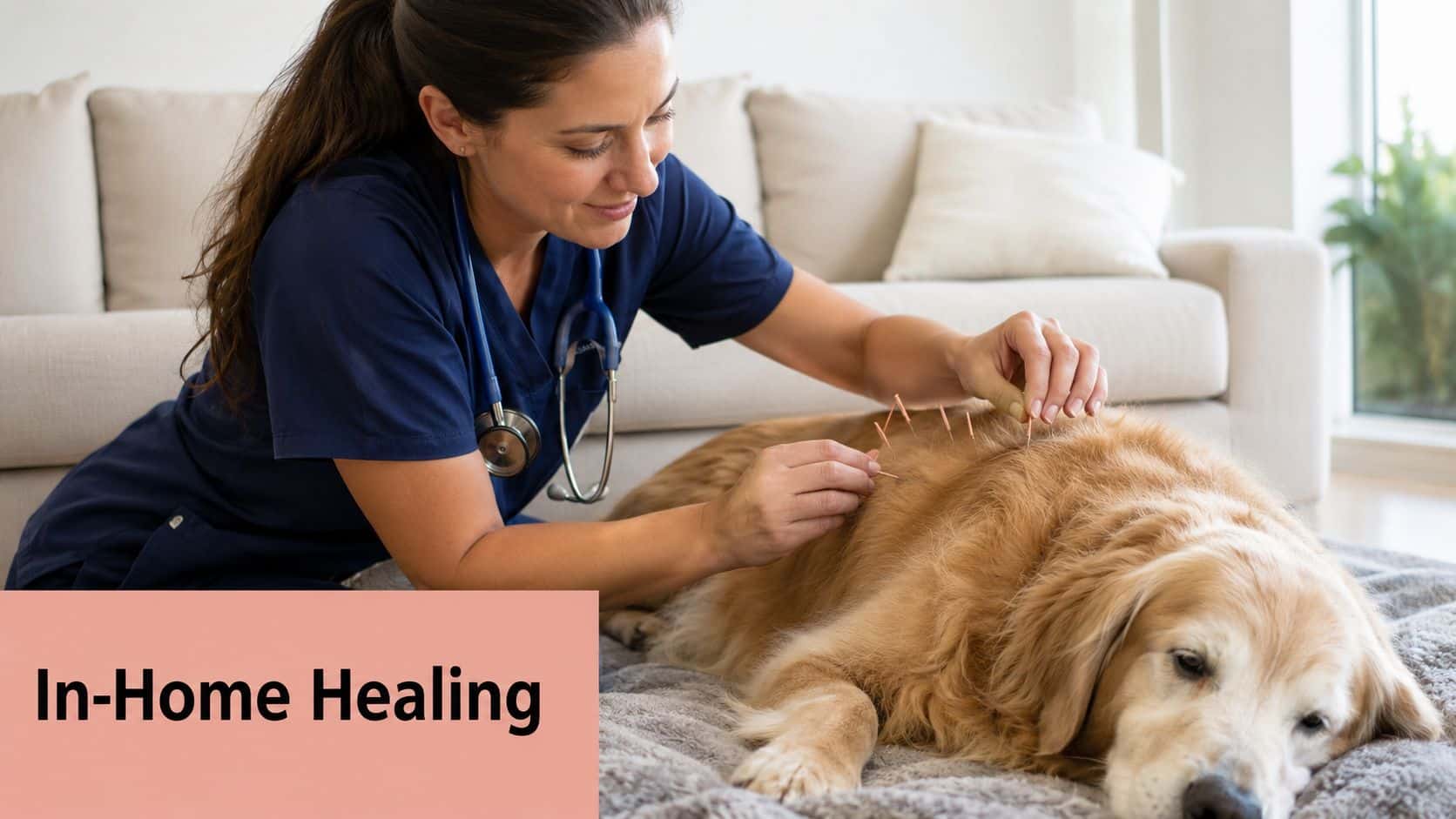 A professional veterinarian performing acupuncture therapy on a golden retriever dog resting on a cozy blanket.