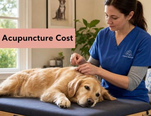 Dog Acupuncture Cost in South Tampa: 2026 Guide