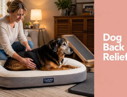 Dog Back Pain Relief: A South Tampa Owner’s Guide