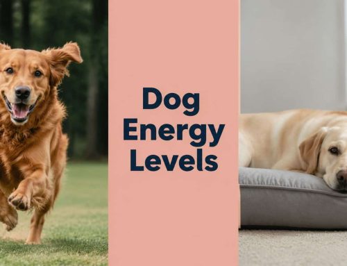 The Owner’s Guide to Dog Energy Levels