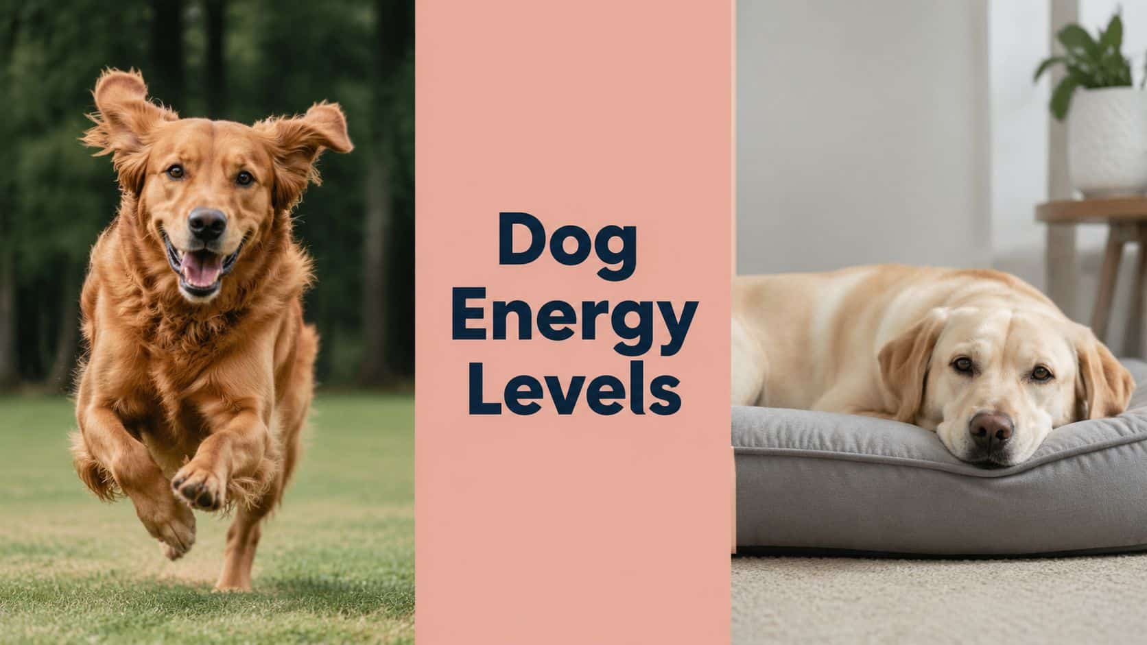 Golden retriever running on grass beside a pink panel that reads Dog Energy Levels, with a Labrador resting indoors on a bed to the right.